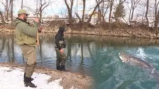Pecanje mladice u Sloveniji na reci Ljubljanici 2 deo - Varaličarenje | Fishing huchen - Hucho Hucho
