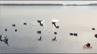 Brant Hunting the East Coast -  One or Two Shots of Kent Bismuth???