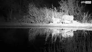 A Lurking Leopard at Rosie's Pan