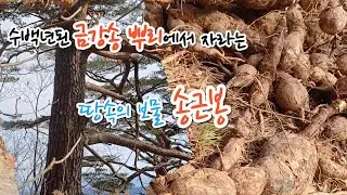 수백년 금강송 뿌리에 자라는 땅속의 보물 송근봉~~ 대박입니다