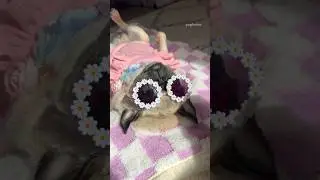 What happened to the sun?! 😮☀️ #pug #dog #funny #shorts