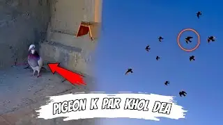 Pakra howa kabootar khol dea 🤭 || Or kisi ka lal kabootar tokri me laga lea 😳 || Pets Zone