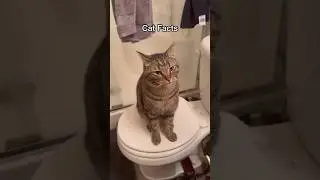 Cat Facts (YOU DID NOT KNOW) Part 29! - #shorts