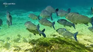 CURIMBA FISH - STREAKED PROCHILOD, (PROCHILODUS LINEATUS) FLOATING IN THE RIO DA PRATA - (MS) BRAZIL