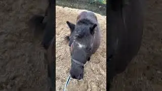 Shetland Pony Evening Routine ASMR!!