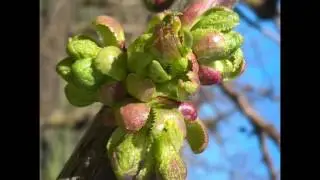 Cherry development from bud to flower