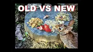 New Rabbit Videoed With Old Tech