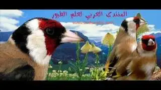 chant chardonneret   souk ahras chaayba birdsarabic com