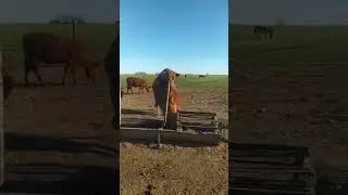 🐮😀 BUEN D&Iacute;A!#campoargentino #vacas#campo #vacaslecheras #vacas#terneros