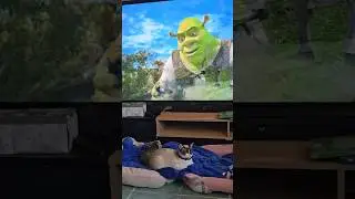 A todas en la casa nos gusta Sherk 💗#sherk #gatitos #cat #fyp