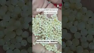 full round MOP NUCLEUS. Raw materials for pearl farming #trending #farming #viral #pearlfarming