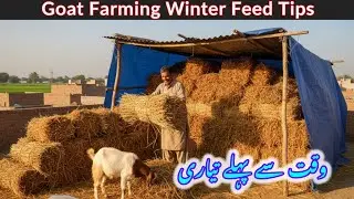 Goat Farming winter Feed Tips.