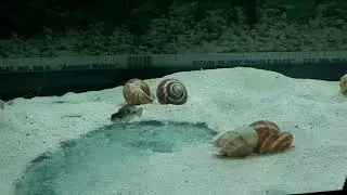 Lamprologus Meleagris Shell Dweller - A day in the life of a dominant male