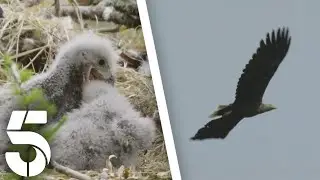 A Vicious Sibling Rivalry | Scotland: A Year In The Wild | Channel 5