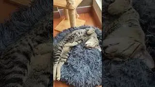 Our Cat Nemo is OUT COLD!