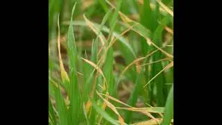 Choosing Wheat Varieties for 2026 &ndash; Is Yellow Rust a Concern?