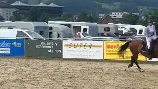 Greytel 5yo first competition