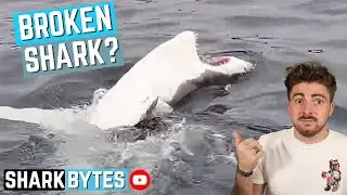 What's WRONG With This Shark?! #Short