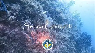 Paolo VDL: Immersione alla Secca Gonzatti / Carega 2021 - AMP Portofino (#orcatorch D710)