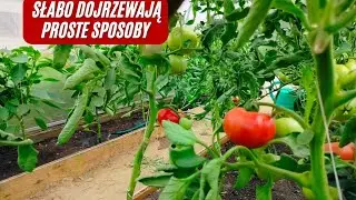 Co zrobić żeby pomidory zaczęły dojrzewać? Co zrobić żeby przyspieszyć dojrzewanie pomidorów?