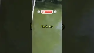 Maternal Instinct Of Ducks. | #shorts #facts #animals #nature