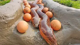 Unbelievable Eel Fishing | Catching Eel Fish With Hen Eggs