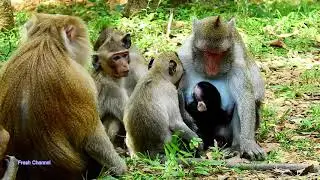 Jane Family, So Happy Family Jane, Cute baby monkey Janna