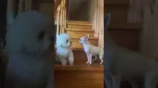 A puppy barks at another puppy #shorts #shortvideo #ytshorts #bichonfrise #funny #barking #pets