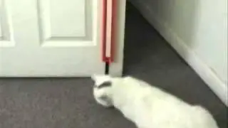 Fling-Ama-String Cat Toy at www.maxandplugs.com