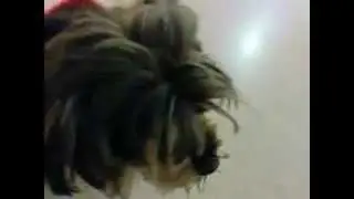 Barbottina