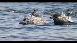 Peru Dispatch 2024 Part II &ndash; The Flamingo and The Whale