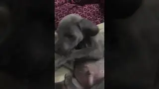 Weimaraner love.