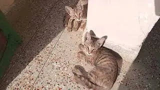 Cat new vedio funny #cat  #catfeeding 