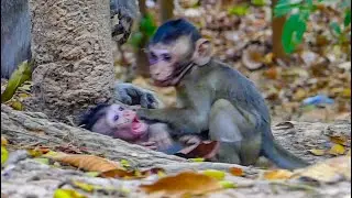 HARD PLAY TOBIAS!!! Spoil monkey Tobias always play hard with poor monkey Alba