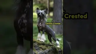 The Most Unusual Dog Breeds: 10 Dogs with Unique Features #dogbreed