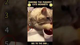 Part 71 #funny #cat#OddlySatisfying