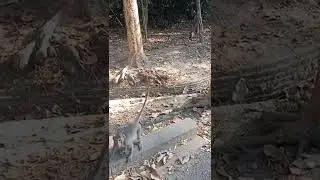 wow monkey prank #shorts