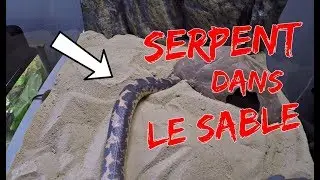 Suivis du boa des sables ! Junior cherche une fille