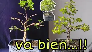 PASO a seguir actualización DURANTA estilo recto informal