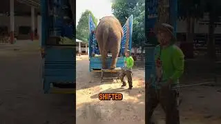 Elephant&rsquo;s Awkward Landing!