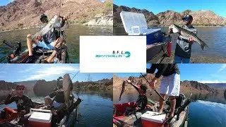 Colorado River FIshing: Willow Beach Launch!  Personal Best Striped Bass!! October fishing!!