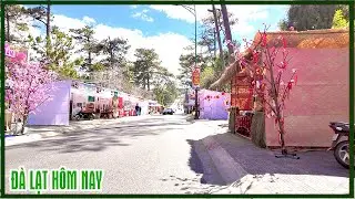 Đà Lạt hôm nay - Hoa mai anh đào vẫn nở đẹp,cuối năm mà êm vắng quá, hẻm nhỏ đường Đào Duy Từ