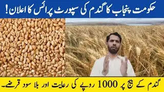 Wheat Support price announced by Govt of Punjab Pakistan 2025 | گندم کی امدادی قیمت اور دیگر سہولیات