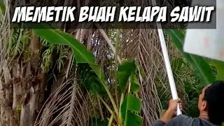 Wah...‼️ mantap hari ini panen buah sawit