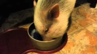 Adorable Walter The Micro Mini Pig Eats Ice ~ with Jenkins & Cherry Baby
