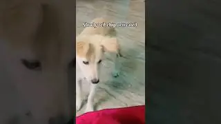 🔴 Red Chip Activated 🤖⚡ |#Shorts #Rocky #RedChipActivated #Robo #Chitti #DogShorts #FunnyShorts