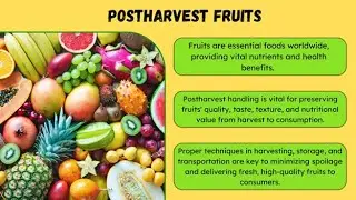 Green Nano Hydrophobic Fungicide for Postharvest Fruits (WF04, CRI 2024)