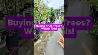 Buying for trees? watch this ￼! #Shorts #Truth #Orchard #growyourownfood  #Pruning ￼