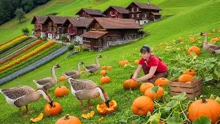 Daily Harvesting Pumpkins and Vegetables & Livestock Care – Beautiful Countryside Life
