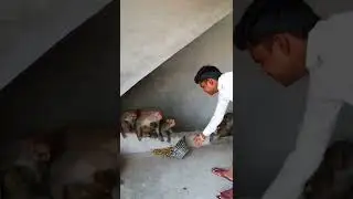 Cute Monkeys Cute Reactions Cute Chana Party #shorts #ytshorts #feedingmonkeys #feedinganimals